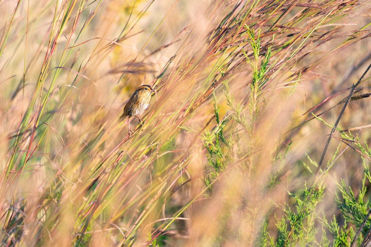 Nelson's Sparrow - ML642867433