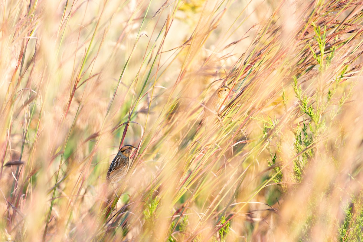 Nelson's Sparrow - ML642867434