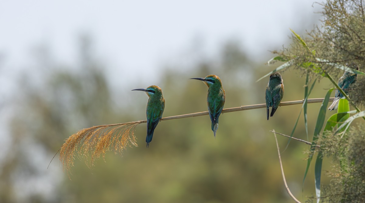 Цэнхэр шанаат зөгийч - ML642867438