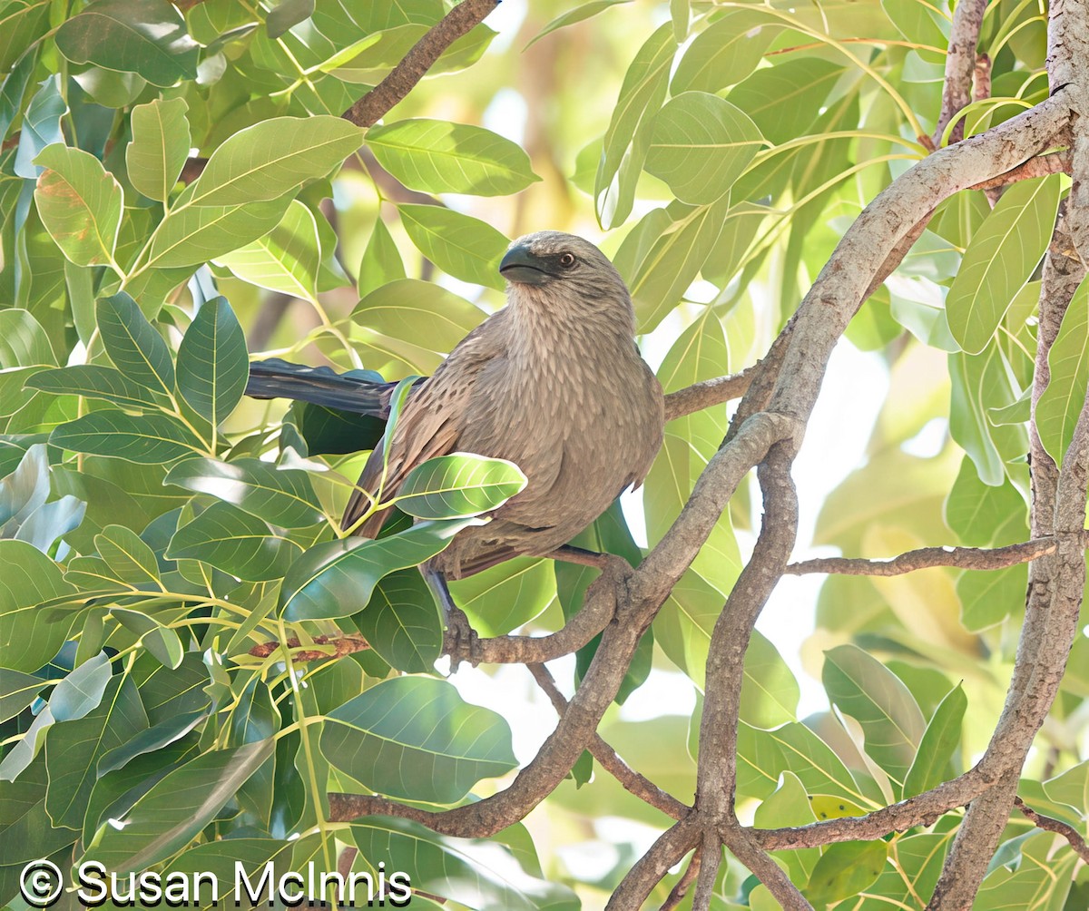 Apostlebird - ML642867439