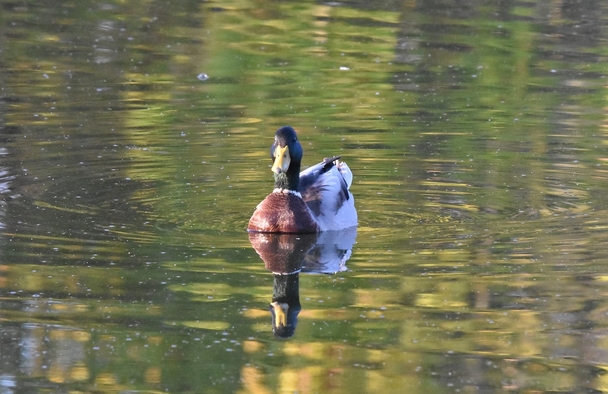 Mallard - ML642867442