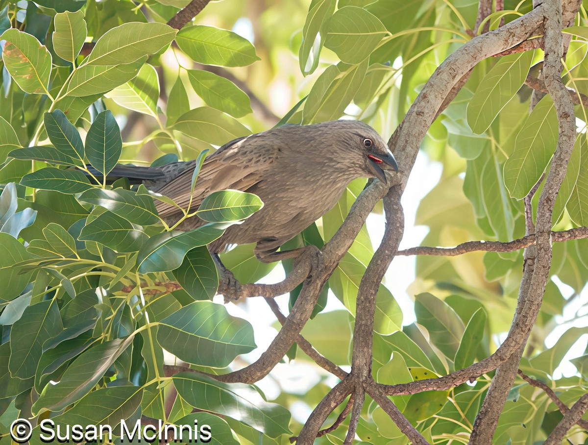 Apostlebird - ML642867447
