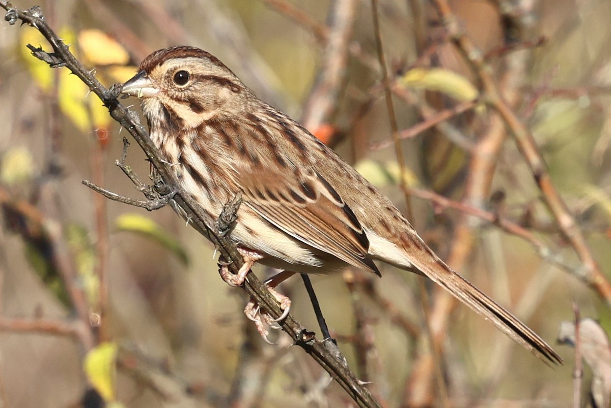 Song Sparrow - ML642867448