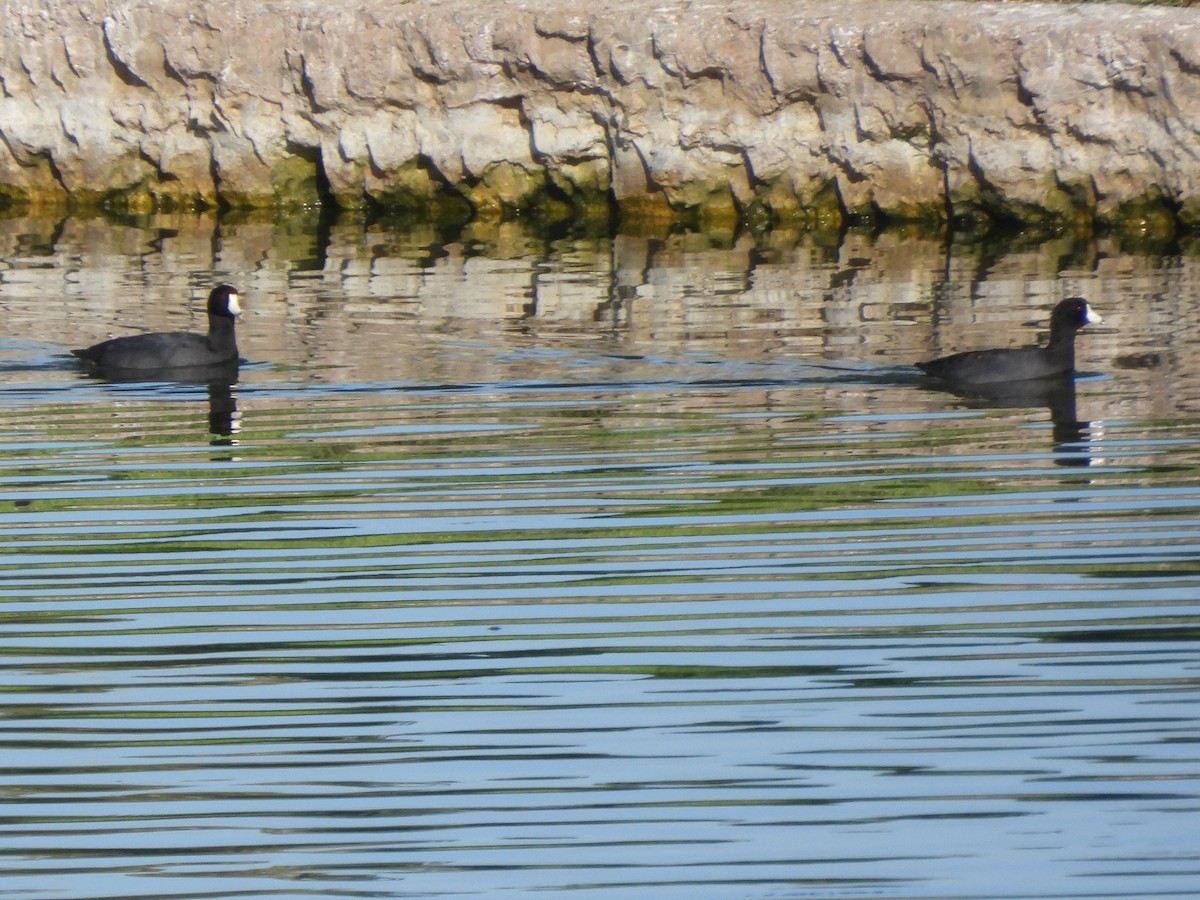 American Coot - ML642867450