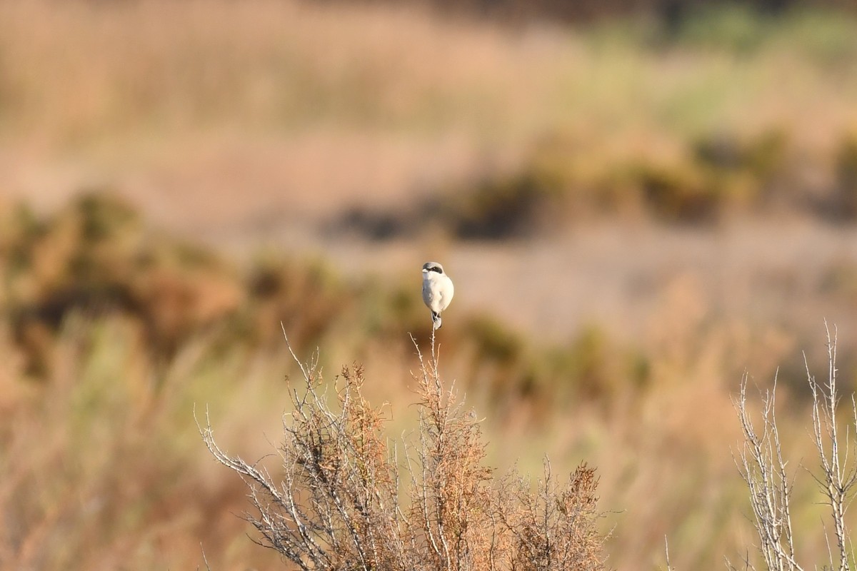 Loggerhead Shrike - ML642867453