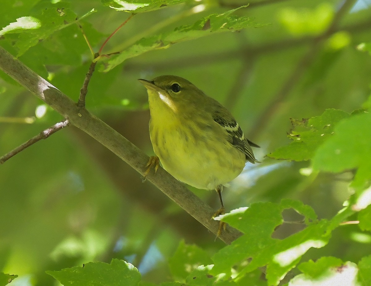 Blackpoll Warbler - ML642867461
