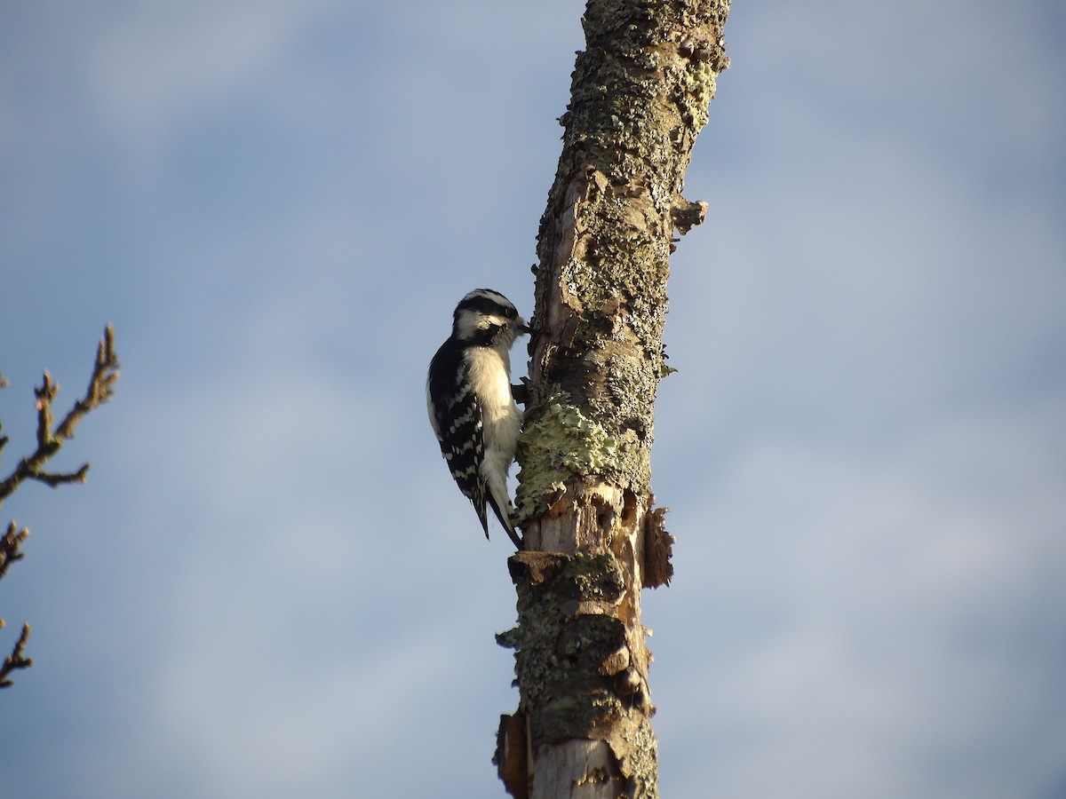 Downy Woodpecker - ML642867464