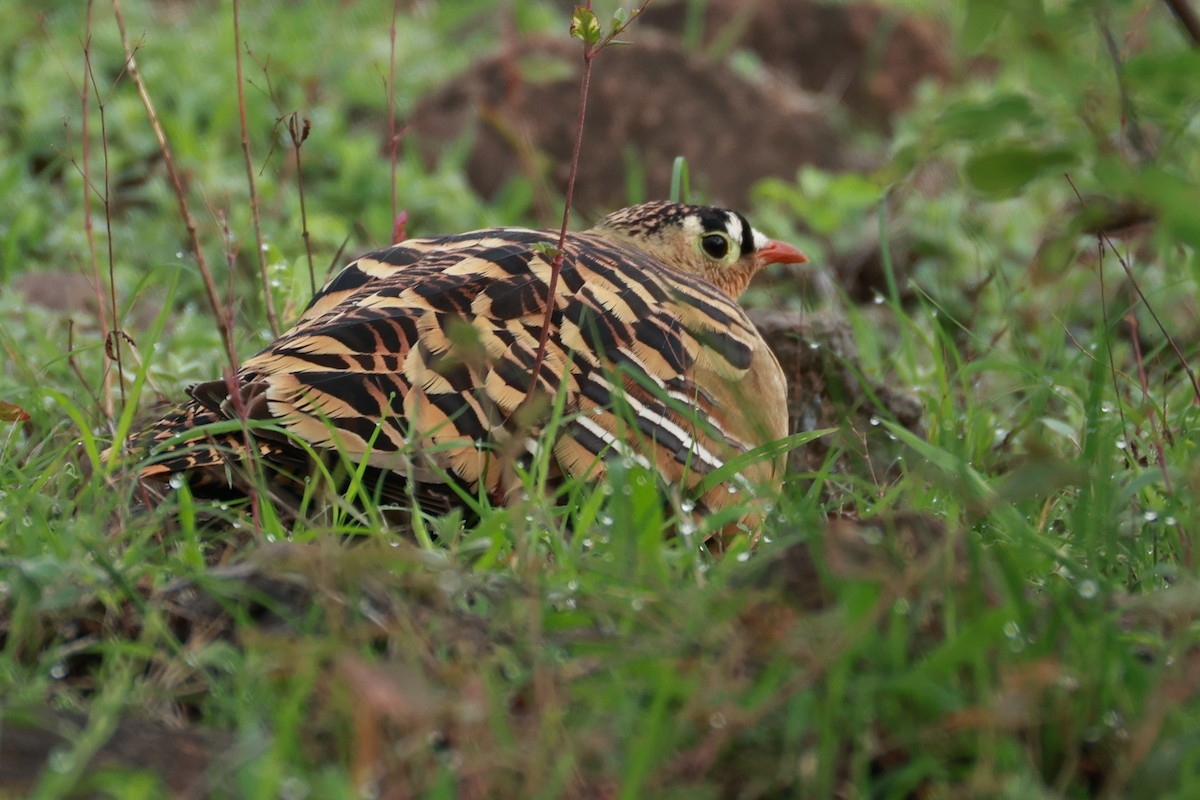 Painted Sandgrouse - ML642867470