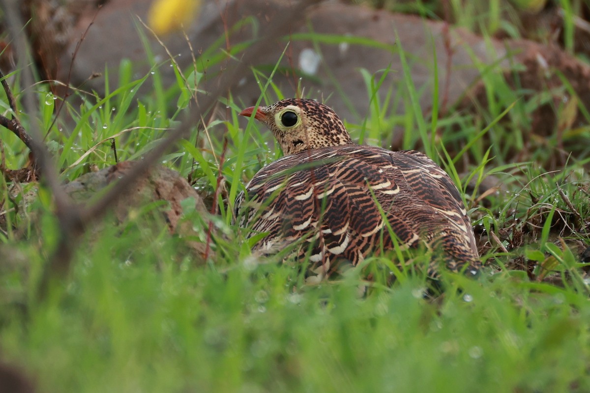 Painted Sandgrouse - ML642867471