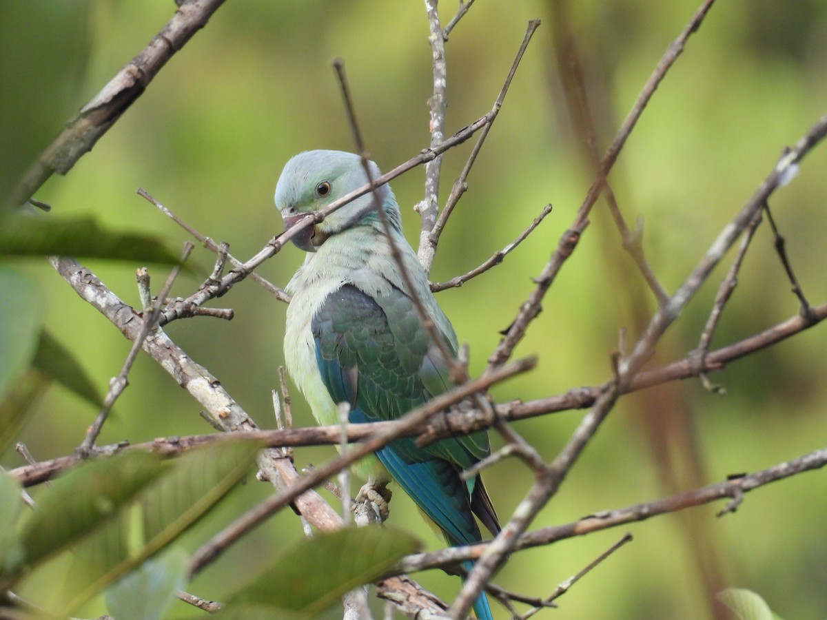 Malabar Parakeet - ML642867472