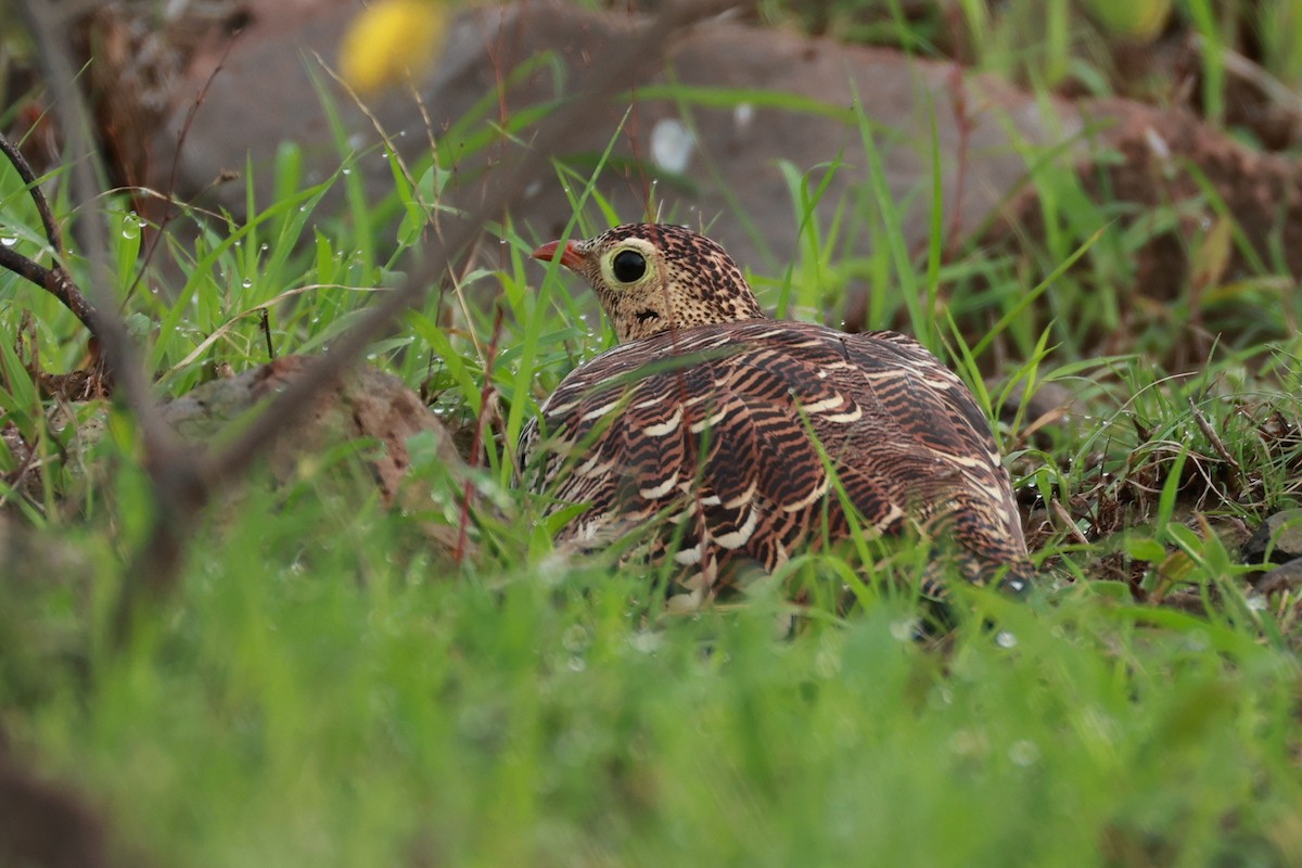 Painted Sandgrouse - ML642867473