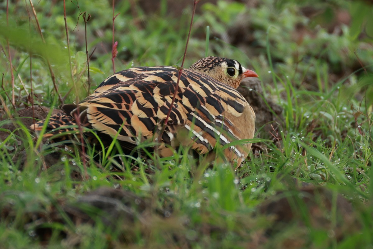 Painted Sandgrouse - ML642867474