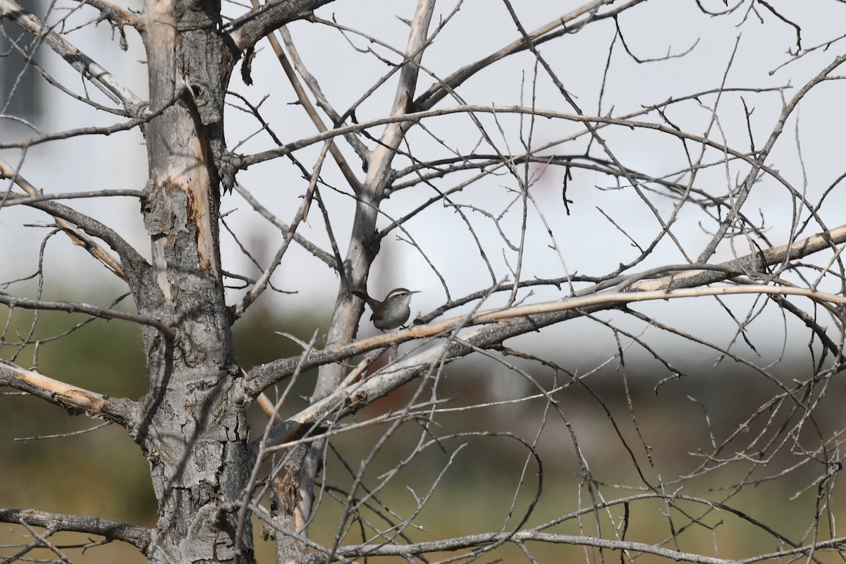 Bewick's Wren - ML642867475