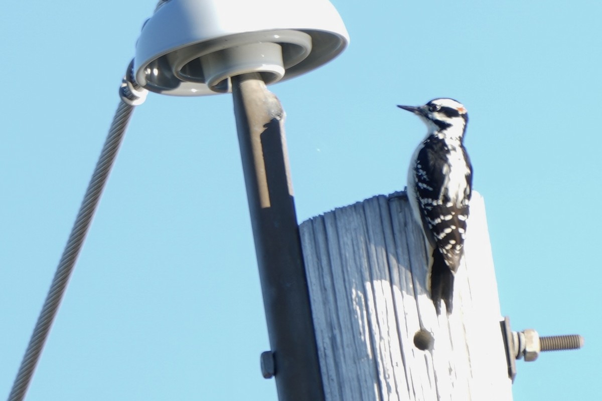 Hairy Woodpecker - ML642867483