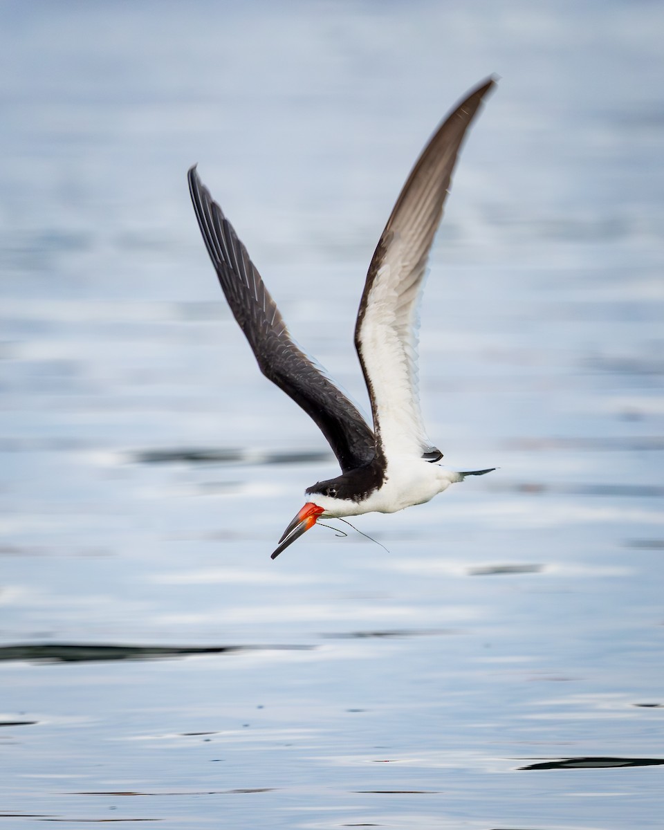 Black Skimmer - ML642867484