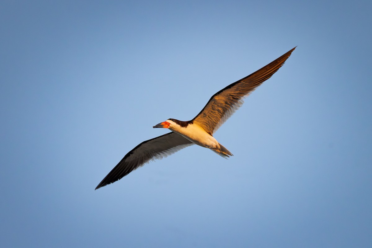 Black Skimmer - ML642867485