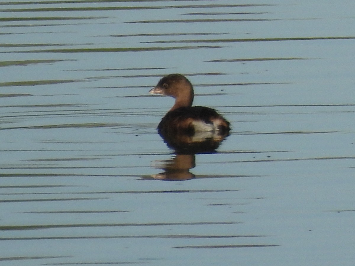 Pied-billed Grebe - ML642867486