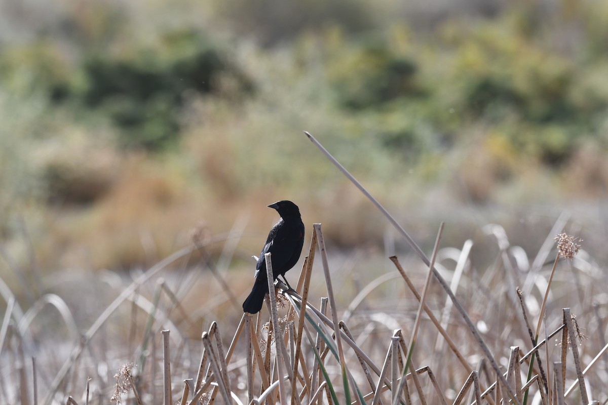 Red-winged Blackbird - ML642867491
