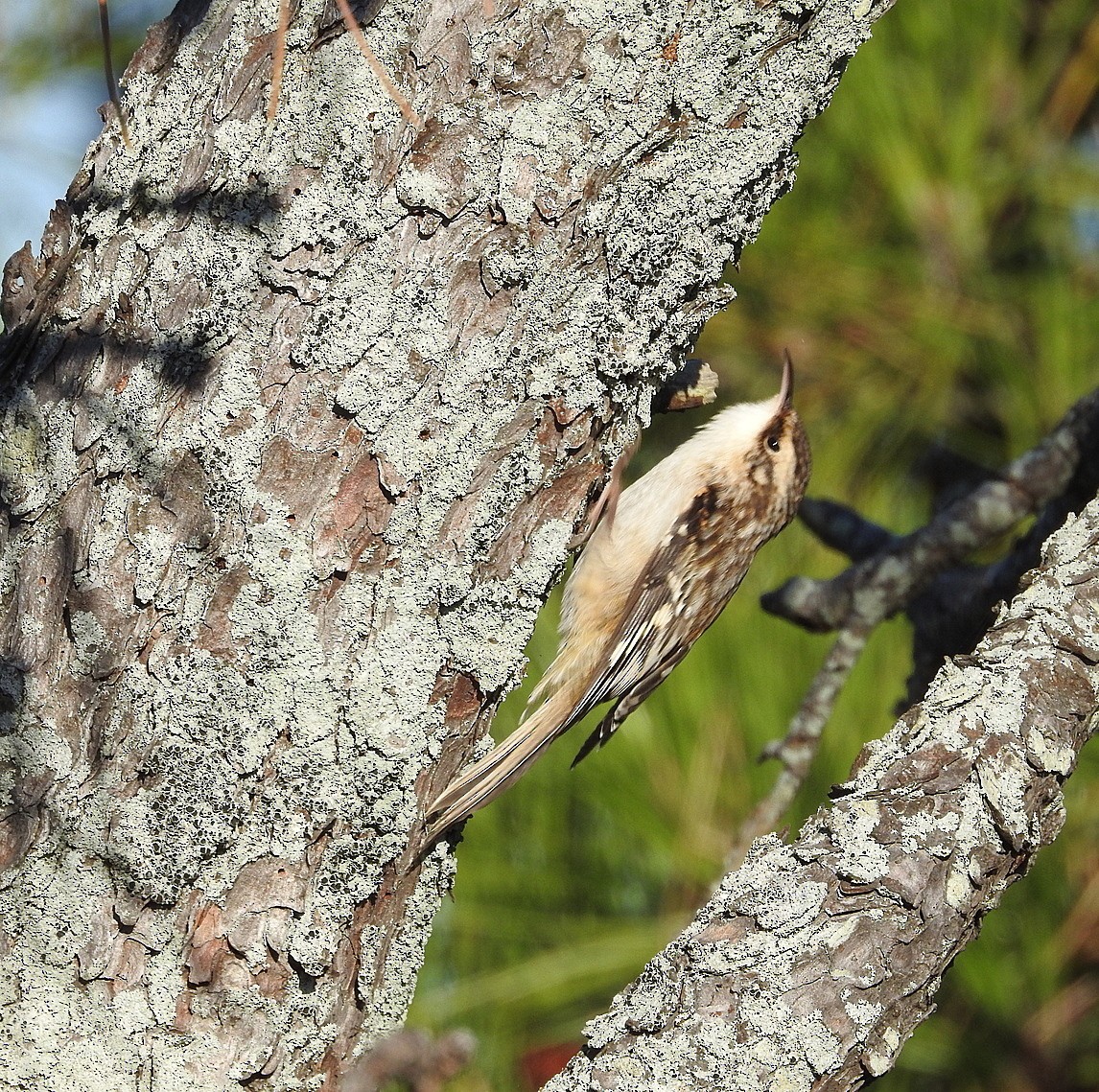 Brown Creeper - ML642867497