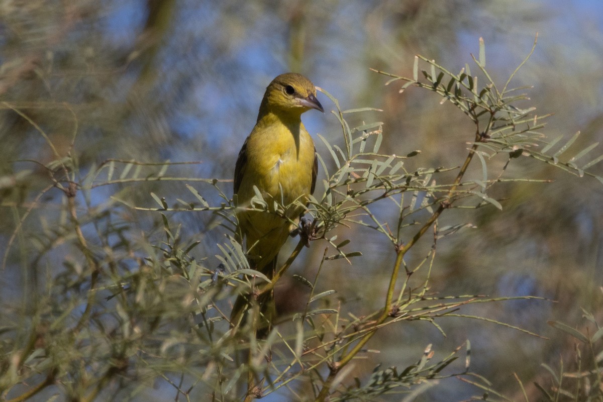 Orchard Oriole - ML642867501