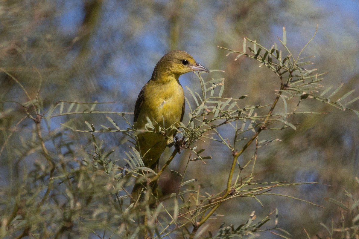 Orchard Oriole - ML642867502