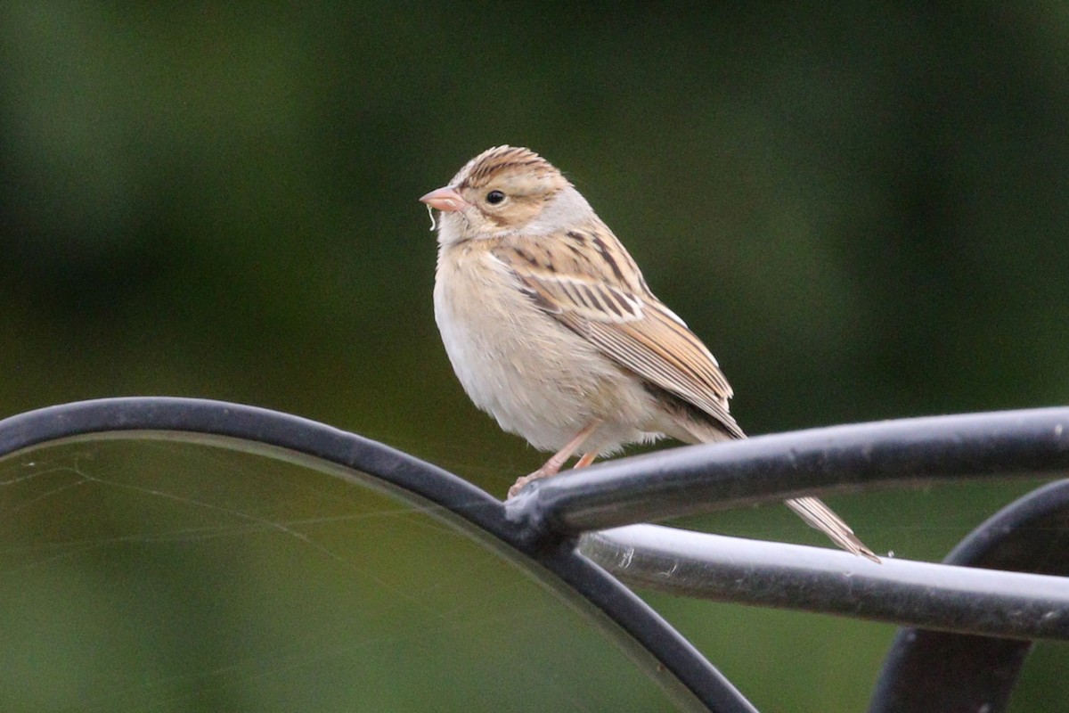 Clay-colored Sparrow - ML642867506