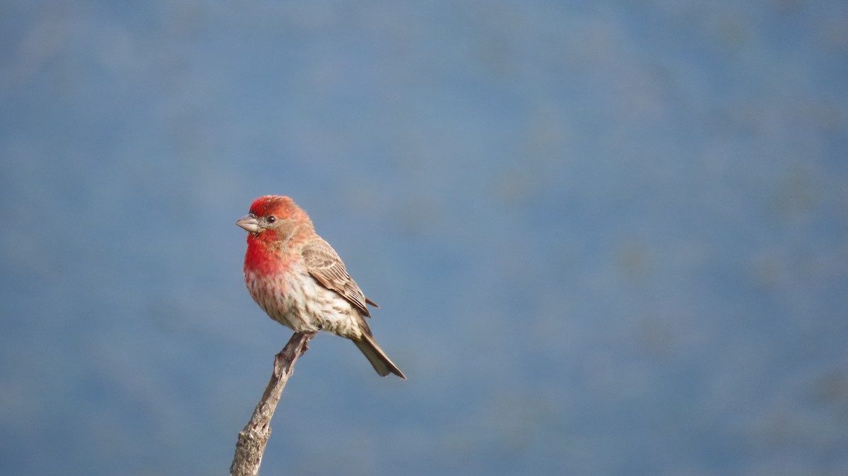 House Finch - ML642867510
