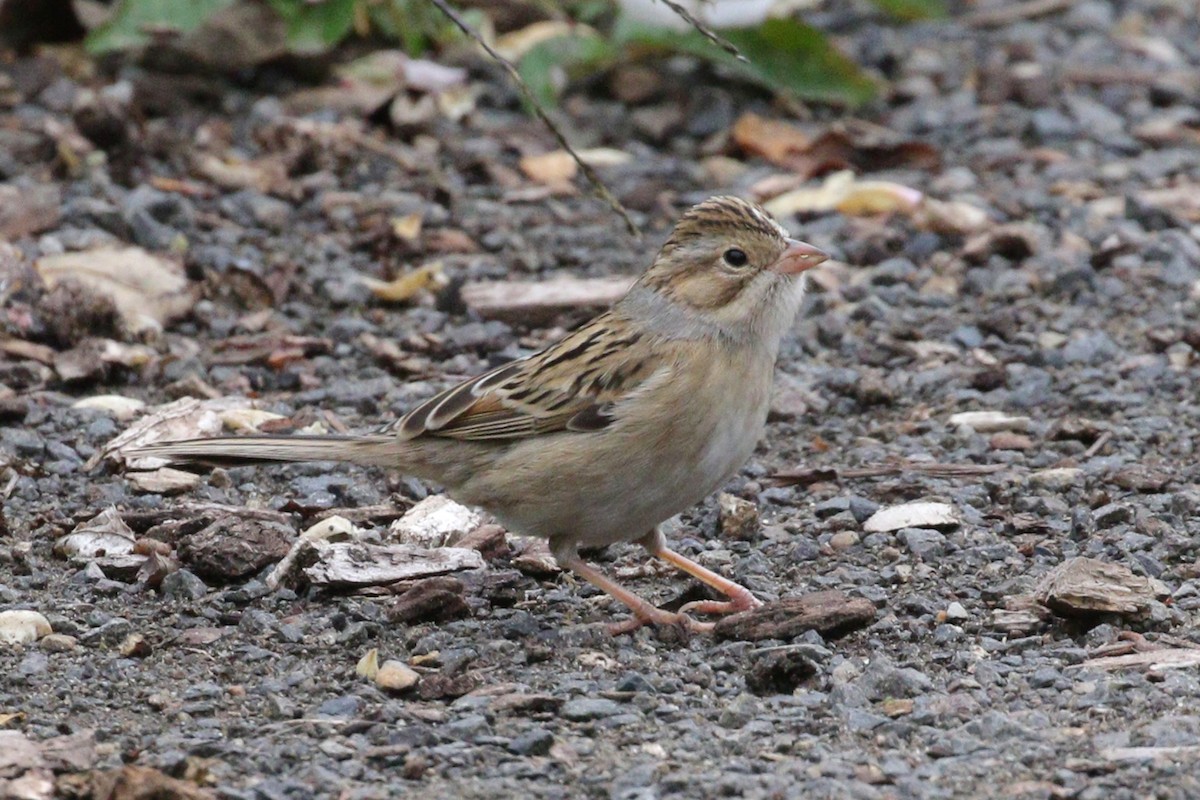 Clay-colored Sparrow - ML642867515