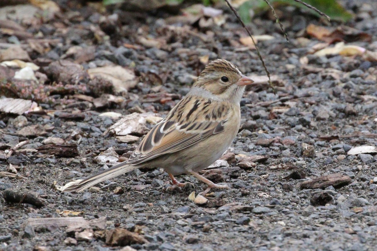 Clay-colored Sparrow - ML642867516
