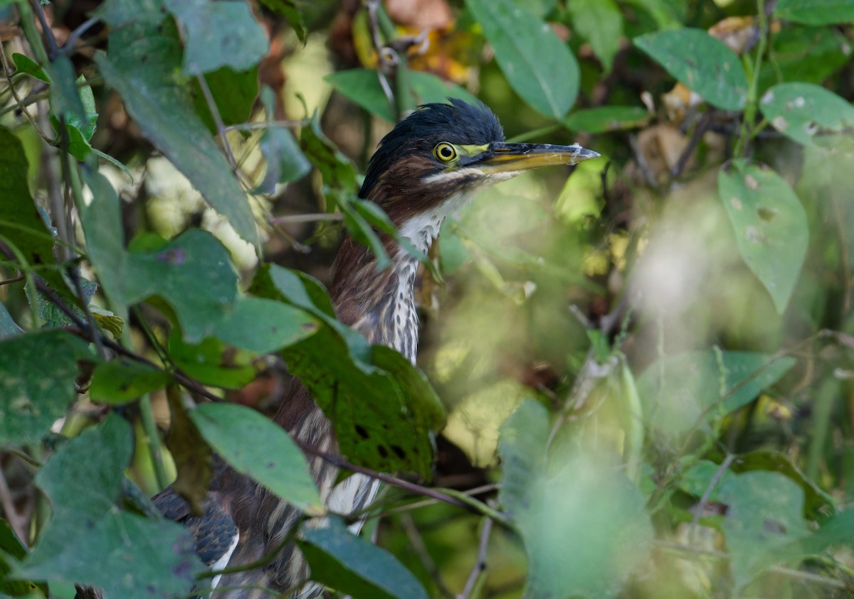 Green Heron - ML642867521