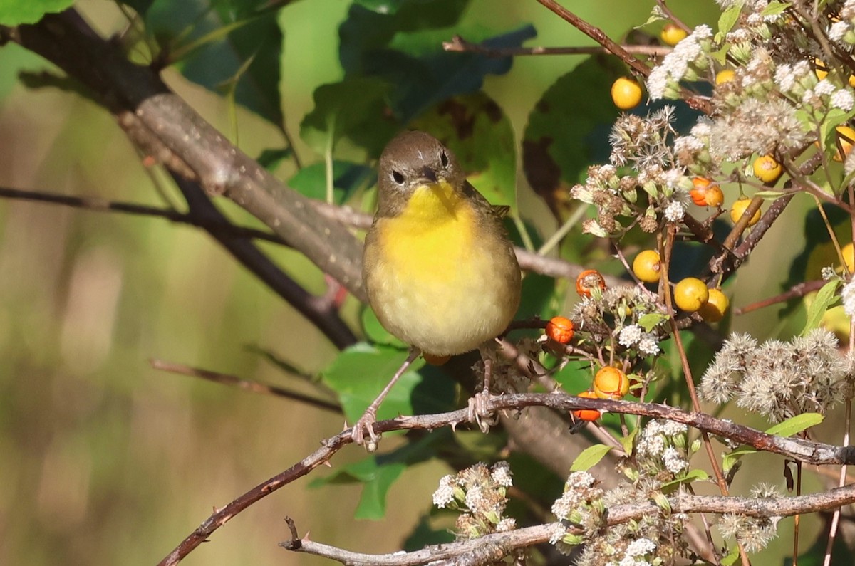 Common Yellowthroat - ML642867526