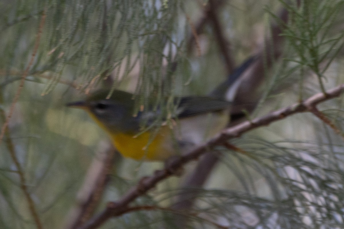 Northern Parula - ML642867527