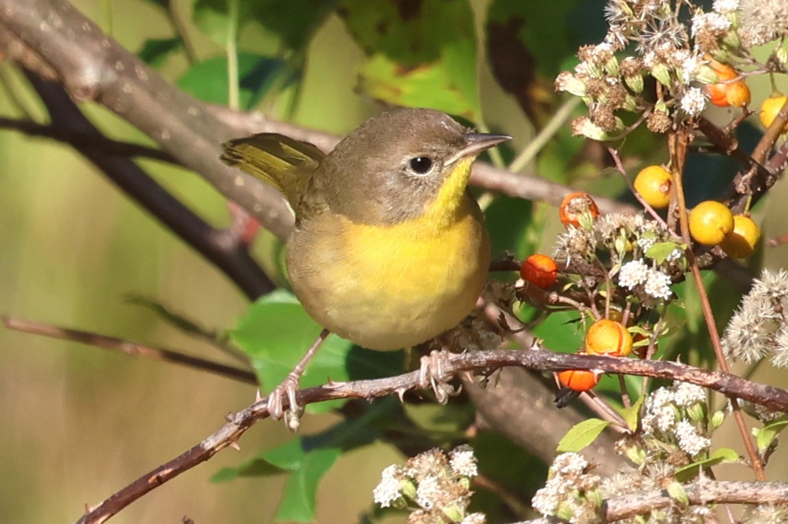 Common Yellowthroat - ML642867528