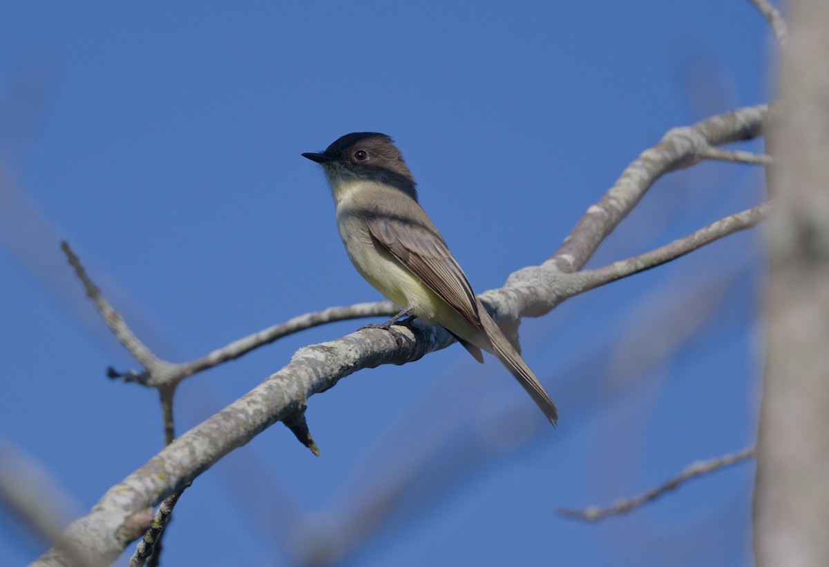 Eastern Phoebe - ML642867534