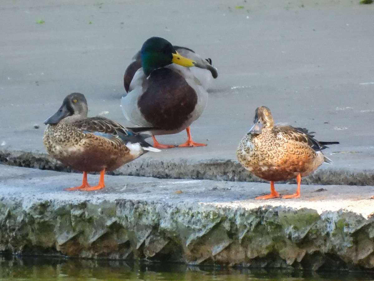 Mallard - ML642867537