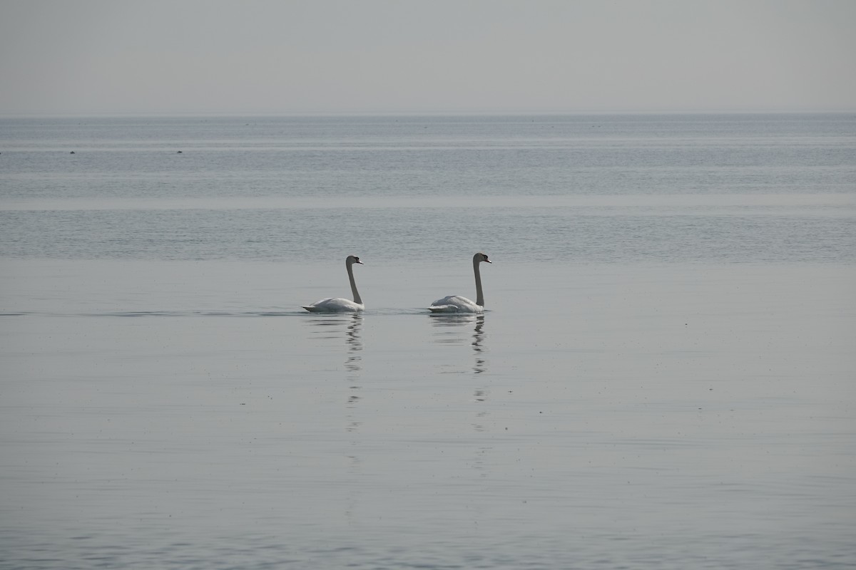 Cygne tuberculé - ML642867543