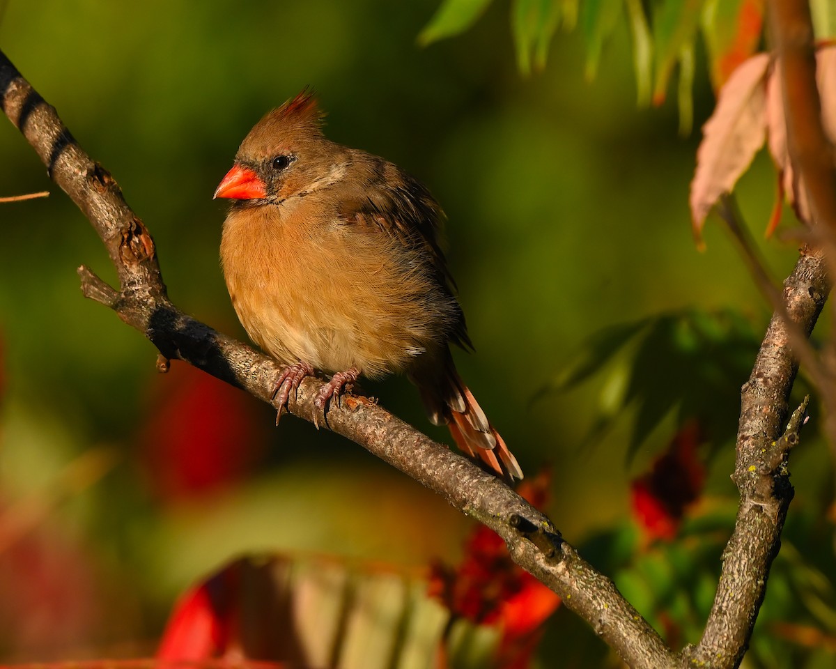 Northern Cardinal - ML642867554
