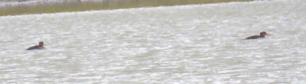 Common Merganser - ML642867556
