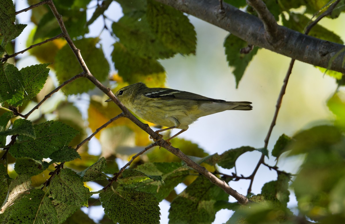 Blackpoll Warbler - ML642867559