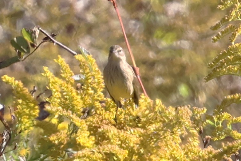 Palm Warbler (Western) - ML642867568