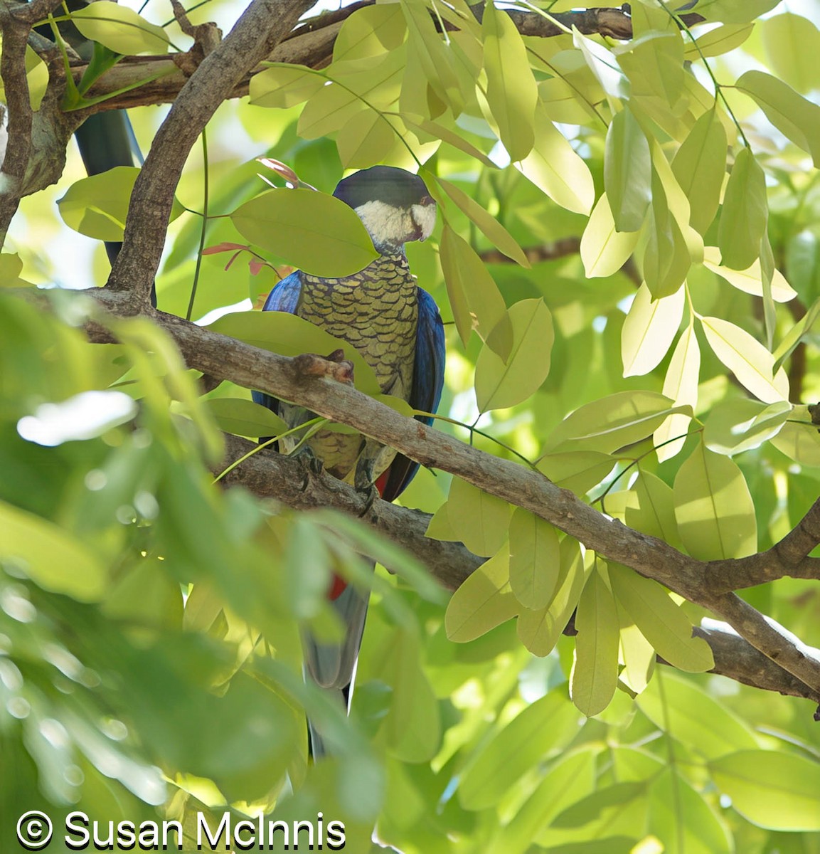 Northern Rosella - ML642867570