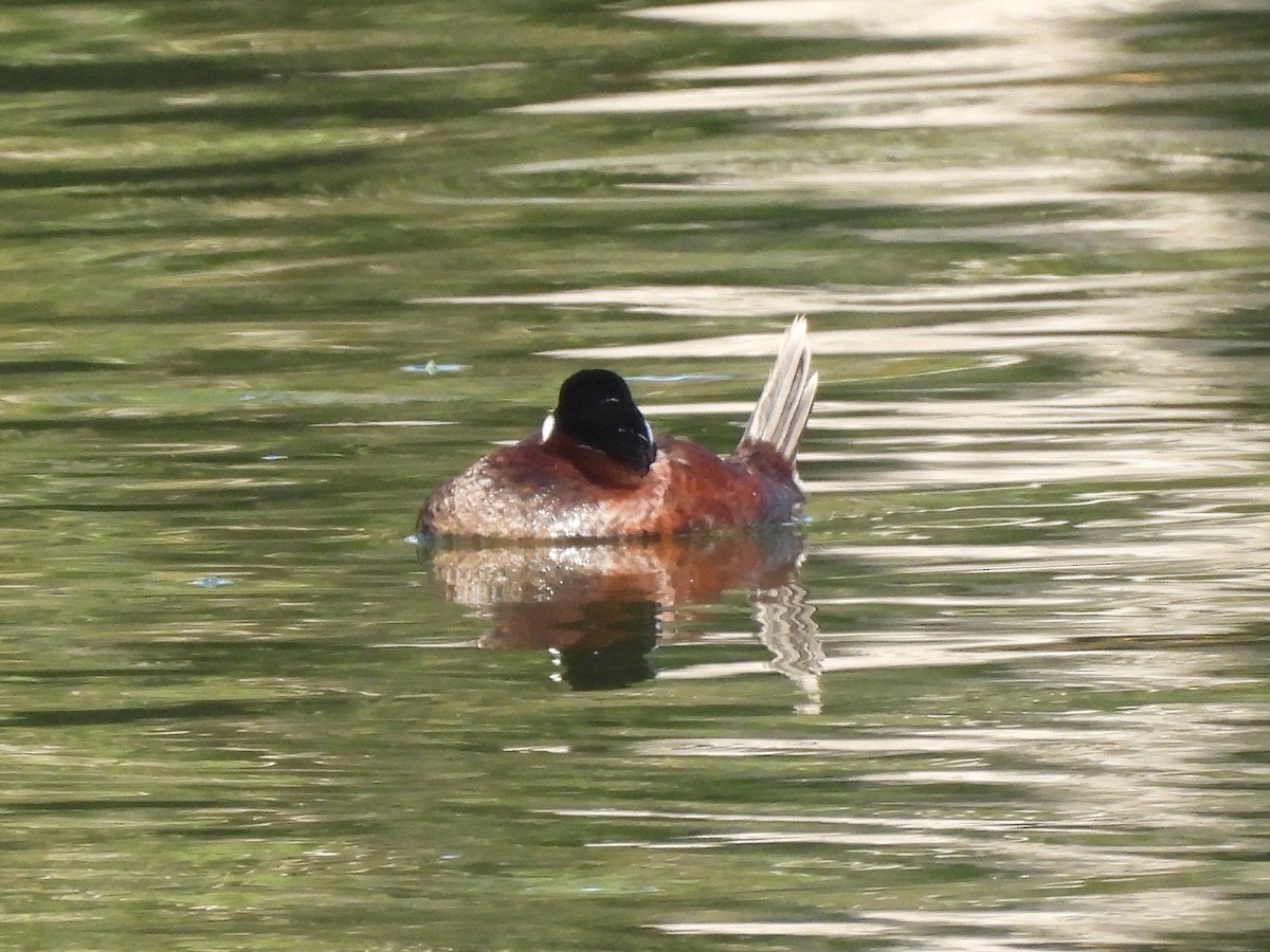 Ruddy Duck - ML642867574