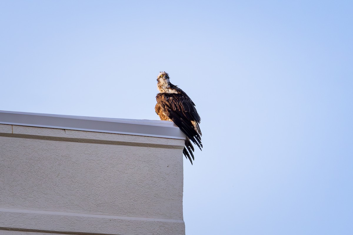Osprey - ML642867575