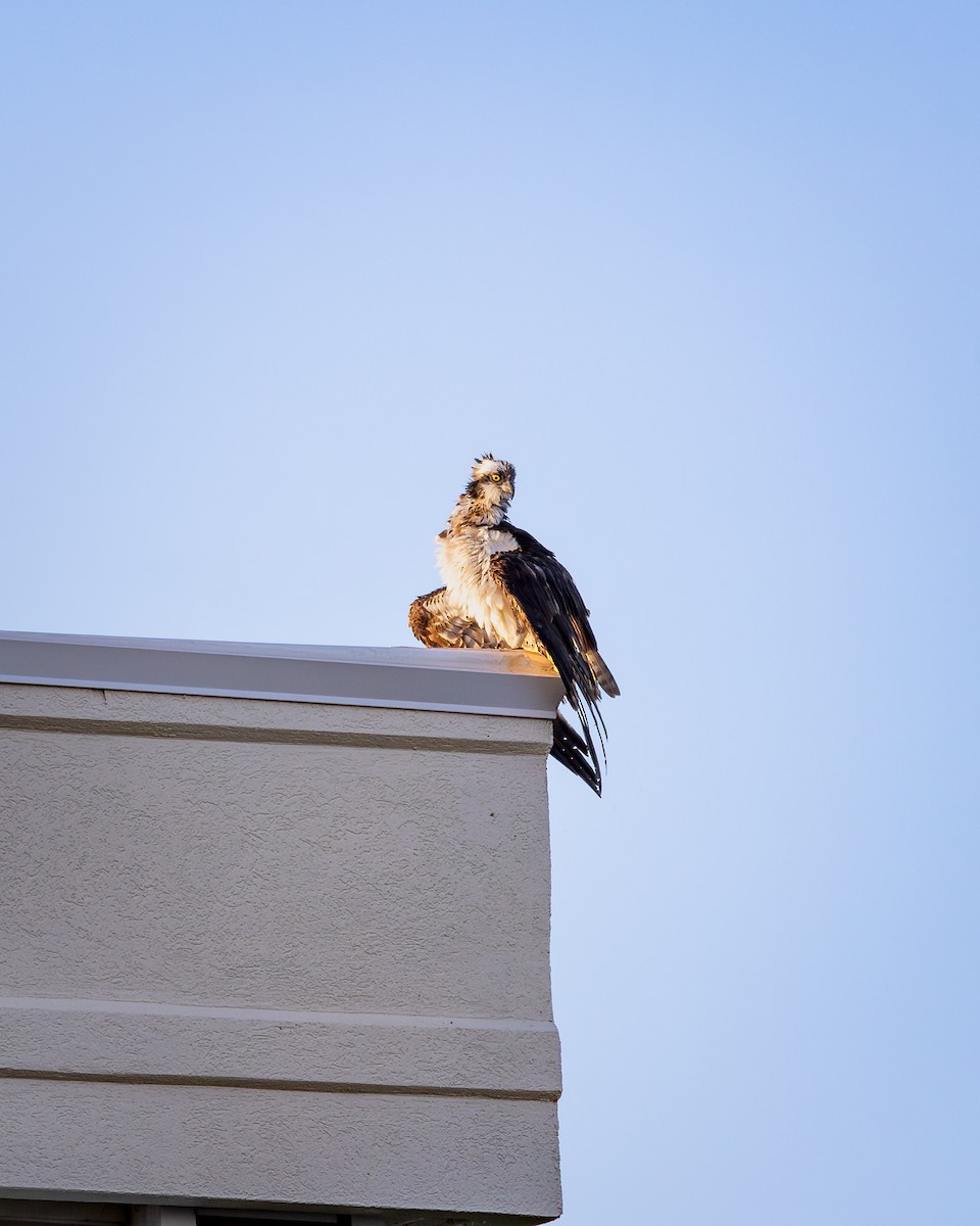 Osprey - ML642867576