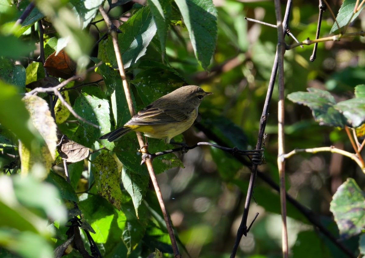 Palm Warbler - ML642867578