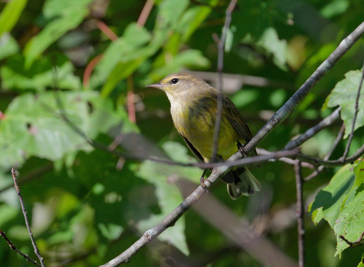 Palm Warbler - ML642867579