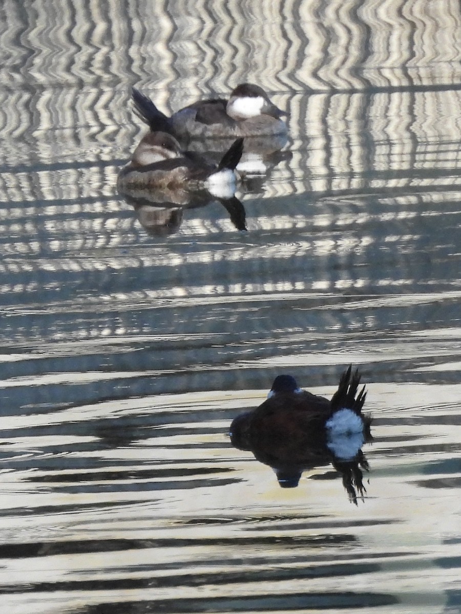 Ruddy Duck - ML642867581