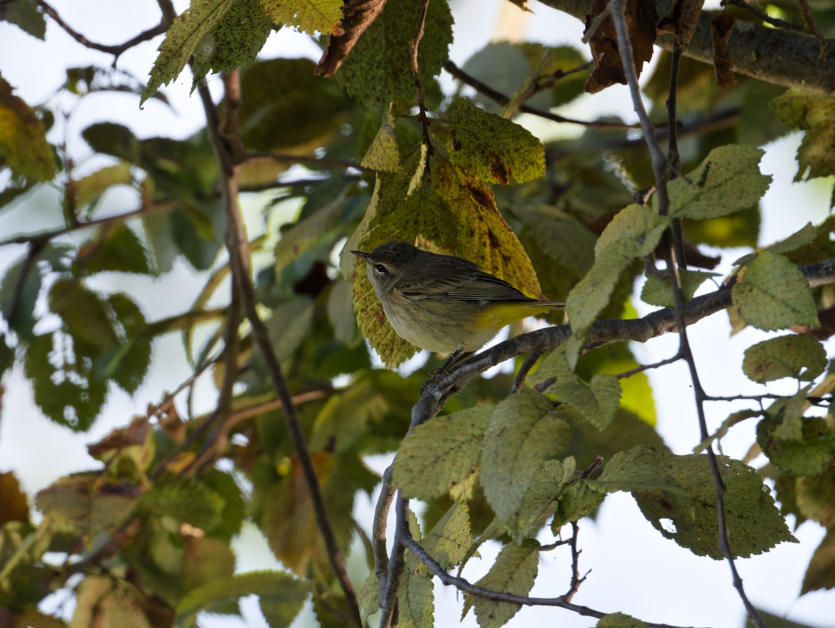 Palm Warbler - ML642867590
