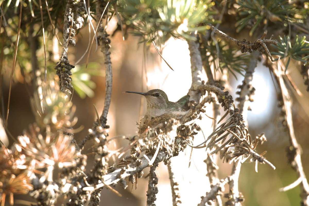 Anna's Hummingbird - ML642867612