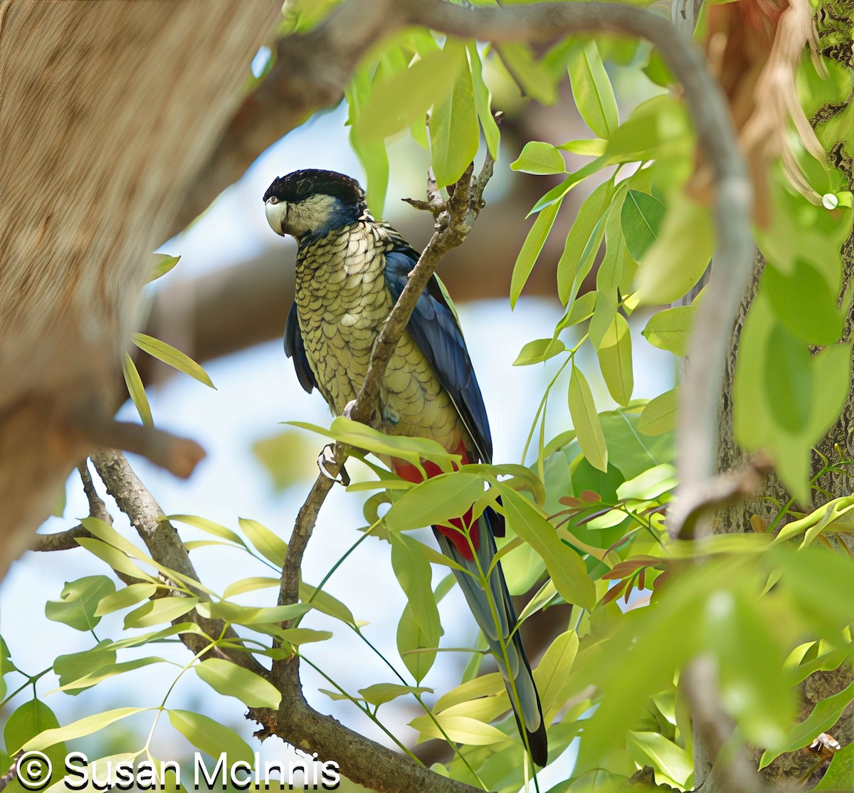 Northern Rosella - ML642867624